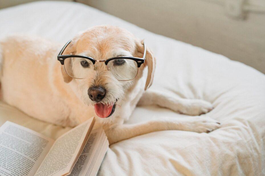 Illustration of The Quiet Difference Between Funny Pet Behavior Stories Done Well And Done Poorly