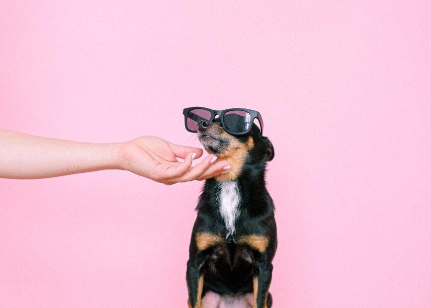 Illustration of The Small Habit Around Funny Pet Behavior Stories That Makes A Bigger Difference Than Expected